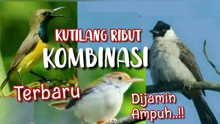 Download lagu Suara Pikat Kutilang Ribut Kombinasi Sogon Dan Prenjak mp3