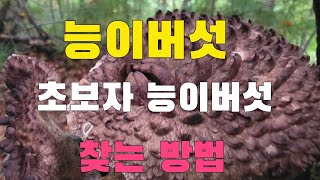 능이   능이 !!!  능이버섯 초보자 능이버섯 찾는 방법   채취시기   