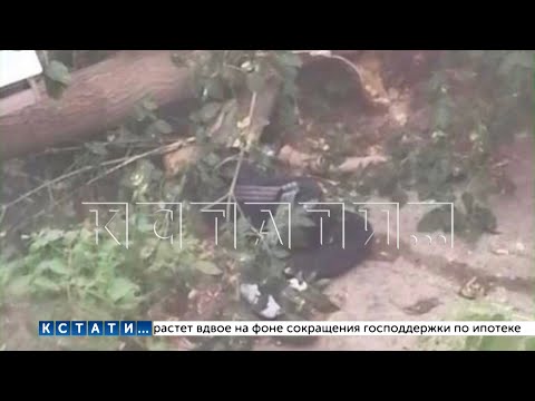 В Арзамасе упавшее дерево насмерть придавило пешехода (видео)