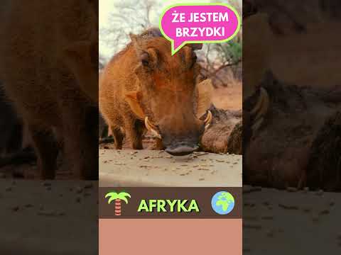 Warthog 💖 #nature_a