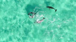 Bottlenose Dolphins near Treasure Cay, Abaco, Bahamas