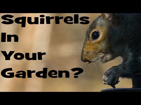 Keep SQUIRRELS OUT of Your GARDEN