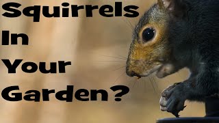 Keep SQUIRRELS OUT of Your GARDEN