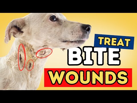 Abscess and Bite Wounds: Treating At Home