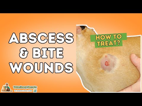 Abscess and Bite Wounds: Treating At Home