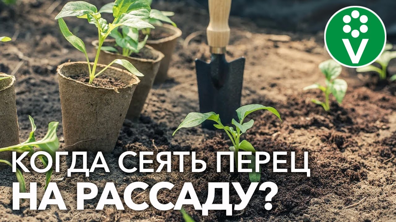 Не сейте перец слишком рано! Оптимальные сроки посева + секреты быстрого прорастания семян