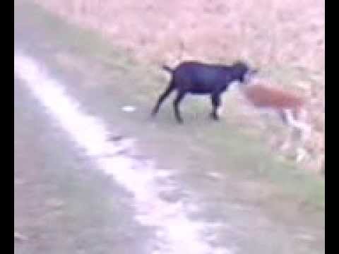 funny dog with goat