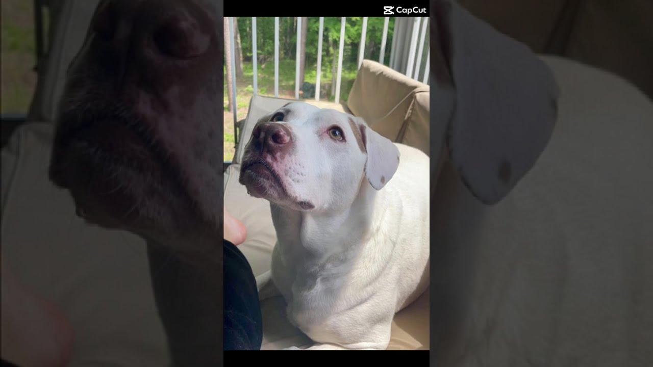 Enlarge Luke, a Adoptable mixed breed in Waxhaw, NC video 6/6