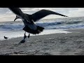 Seagulls By The Pacific Ocean 4K 60fps Nature Sound