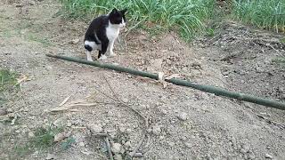 [問題/貓物] 貓砂該怎麼挑？