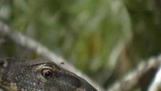 Monitor Lizard  - Long Long Nails!!!