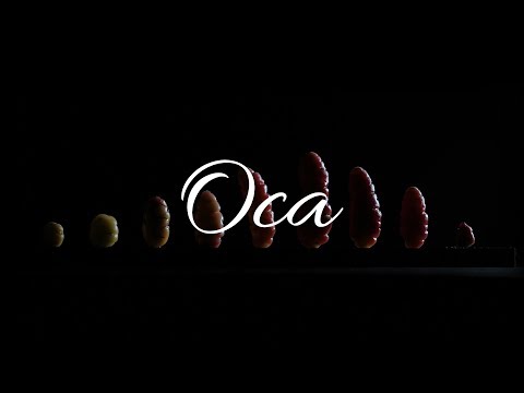 The Elusive Oca