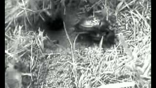 Is Chivalry the Norm for Insects?