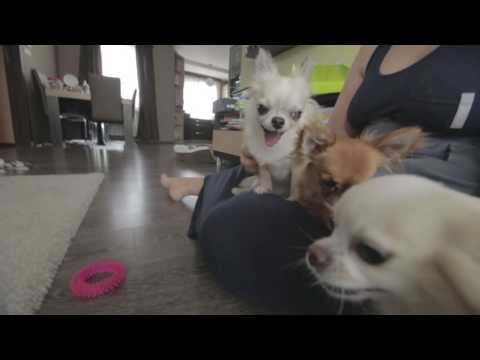 Bashmotion Vlog 097 - Кучета с грим