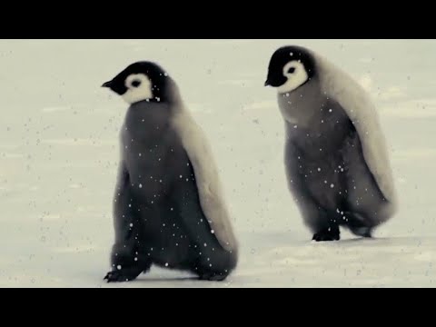 Freek in het wild  Pinguïns