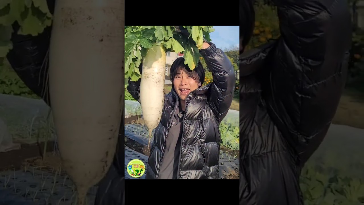 立派な大根が出来たので大晦日に収穫してきました。#野菜づくり #農業 #農活 #ボク農 #大晦日