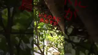 鳥の巣‼️