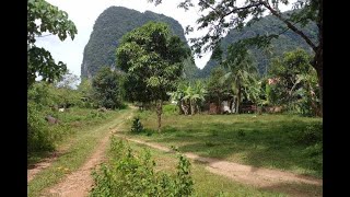 Land Plot Over 43 Rai with Palm Plantation for Sale in Khao Krabi - Great Investment Property