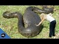 Search For The World's Biggest Snake! SnakeBytesTV Search For The World's Biggest Snake! SnakeBytesTV