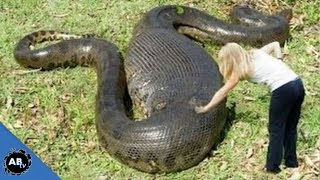 Search For The World's Biggest Snake! SnakeBytesTV Search For The World's Biggest Snake! SnakeBytesTV