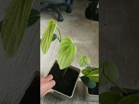 園芸 黒コショウ、コショウの植物