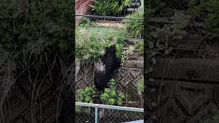 宇都宮市でクマ1頭を捕獲　住宅敷地内で発見　市街地で目撃相次ぐ