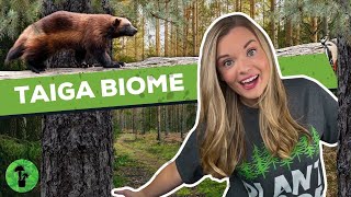 Taiga Biome | Boreal Forest Ecosystem