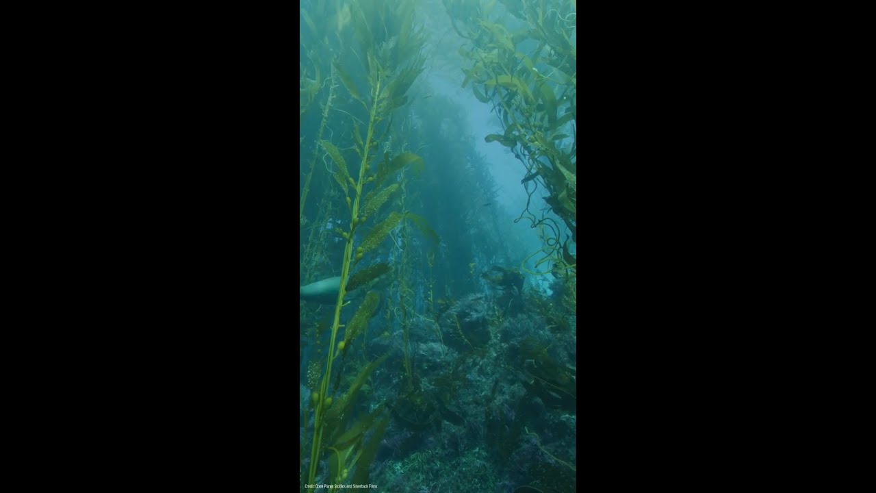 Glide Through a Kelp Forest