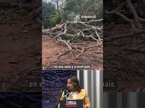 Una madre y su bebé mueren tras caída de árbol sobre su vivienda en Concepción #ñanduti #TiranBombas