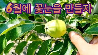 6월에 만들어진 꽃눈이 진짜 좋은 꽃눈이다