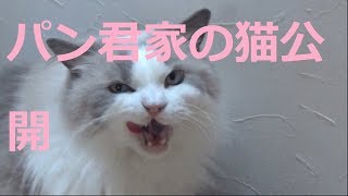 【こてつの脂肪、成長日記】現在4歳で8キロを超える猫ですｗ