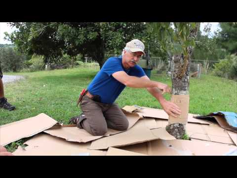 Permaculture Orchard TIP - Simple Codling Moth trap