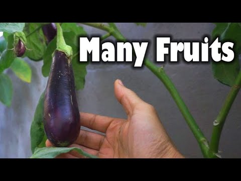 , title : 'Step-by-Step Guide: How to Grow Eggplant from Seeds Fast | At Home and In Pots'