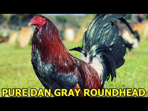 PURE Dan Gray Roundhead Lieper Bama Shut Em Down Farm