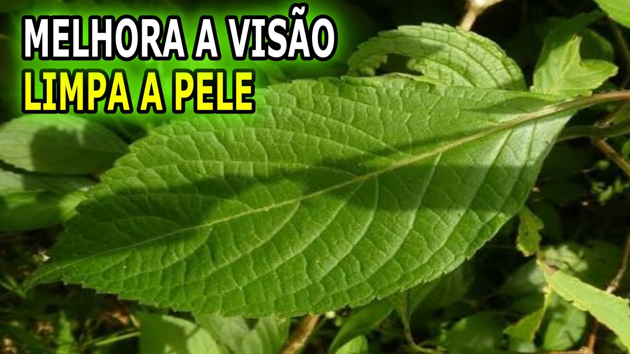 Melhora a Visão, Acaba com Aftas, Fortalece a Memória e o Coração 💖 MARILENE SARAH FIALHO