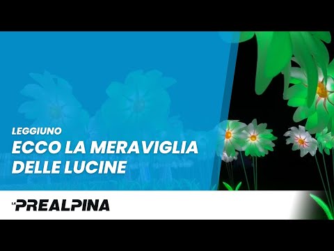 Ecco la meraviglia delle lucine