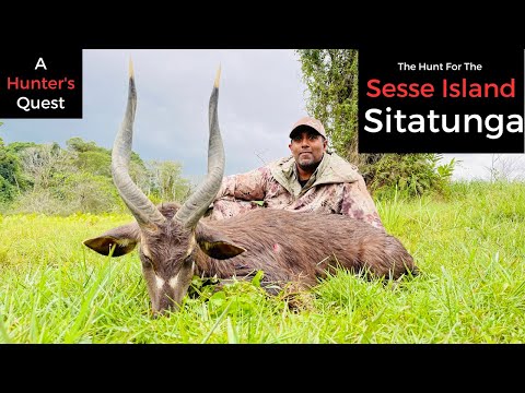 The Exciting Hunt for the Sesse Island Sitatunga in the Swamps of Uganda