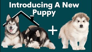 Preparing For A Puppy in A Multi-Dog Household!