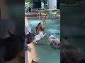 Cats Fighting Template On Capcut Lol Cat Fighting Enemy
