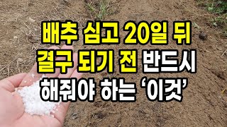 김장배추 심고 20일 뒤 결구 되기 전 반드시 해줘야 하는 이것