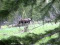 Moose In The Mist