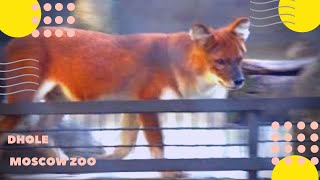 Красный волк Московский зоопарк Dhole Moscow Zoo 
Подпишитесь на канал https://www.youtube.com/c/ziminvideo
Красный волк. Московский зоопарк.
Музыка - Александр Зимин.
Отряд: Хищные. Семейство: Собачьи. Ареал: Индия, Китай,