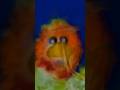 Songs With Subliminal Messages P10 Sesame Street Shorts