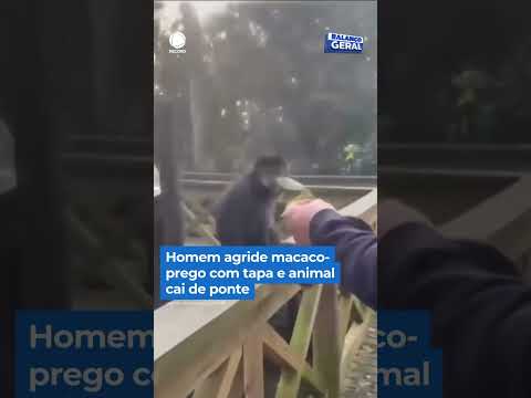 Homem agride macaco-prego com tapa e animal cai de ponte | #BalançoGeralSP #Shorts