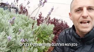 חבל לעשות גדר חיה מהלוונדר