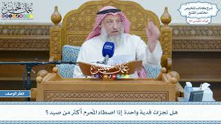 2623 - هل تجزئ فدية واحدة إذا اصطاد المُحرم أكثر من صيد؟ - عثمان الخميس