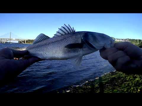 Sea bass love sand eel lures [Savage Gear Sandeel Pencil Review]