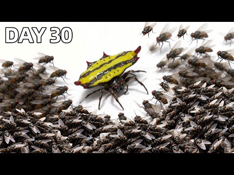 1,000 Flies vs. Cutest Spider