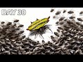 1,000 Flies vs. Cutest Spider