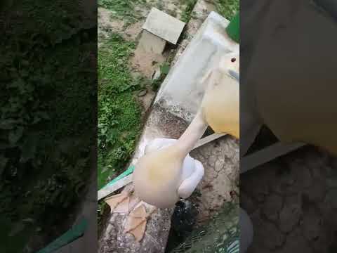 pelican #viral #video #bird #video
